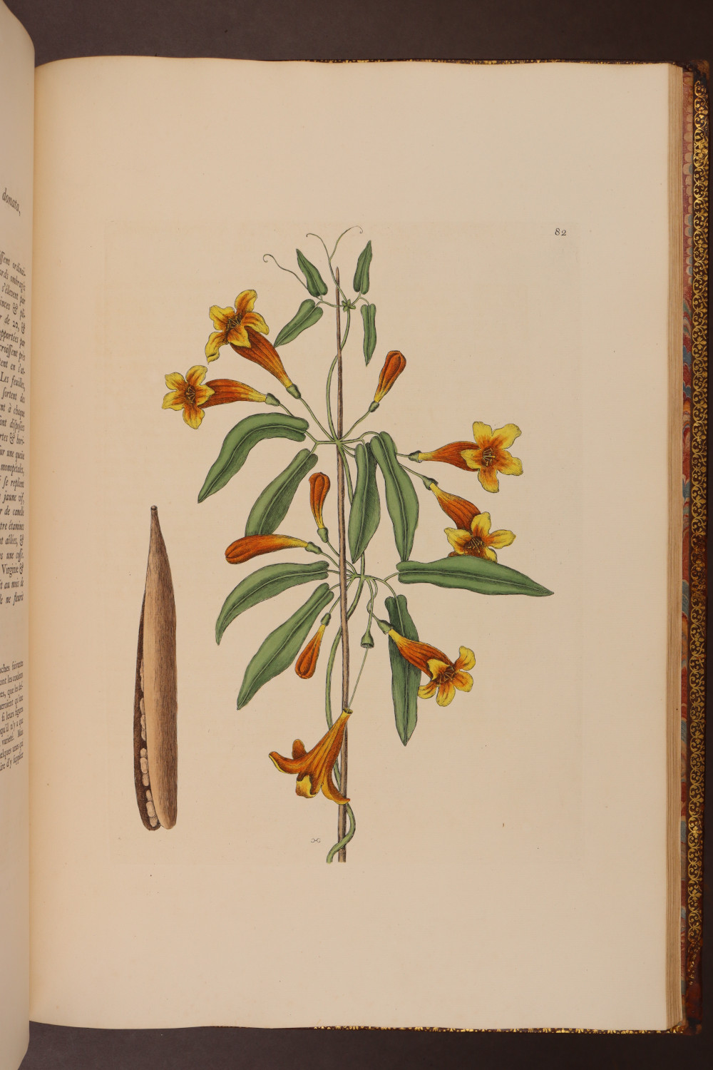 Plate 82
